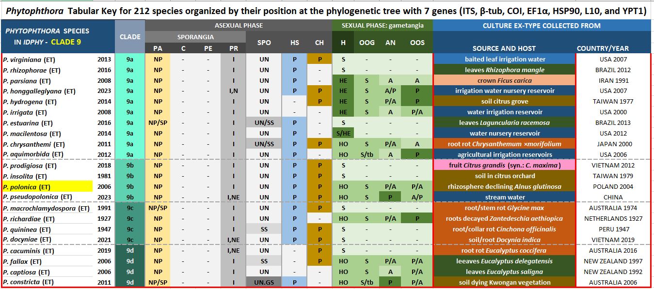    Phytophthora  spp. in subclade 9b:  Morphological Tabular key (PDF) and Tabular key legends (PDF) in IDphy2 KEY SECTION. Notice the data of   P. polonica  Ex-type CBS 119650 = Samp;T BL 109 . Gloria Abad, USDA Samp;T.
